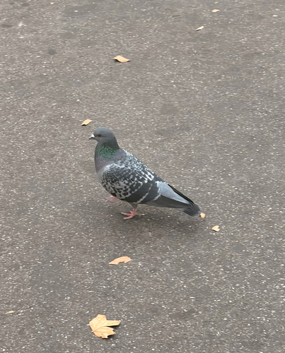 Feral Pigeon