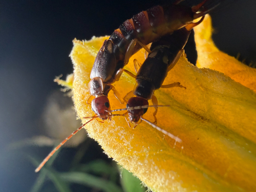 European Earwig