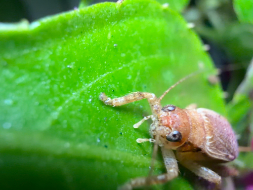 Jumping Bush Cricket