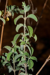 Asterohyptis stellulata