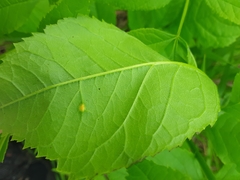 Puccinia sparganioidis
