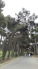 Pinus brutia eldarica