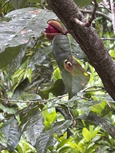 Myristica globosa observed 2026-10-16