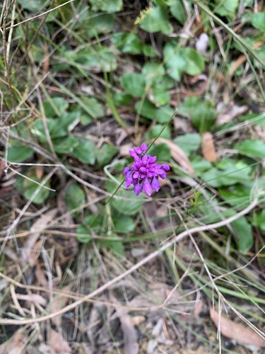 Sowerbaea juncea observed 2026-10-16