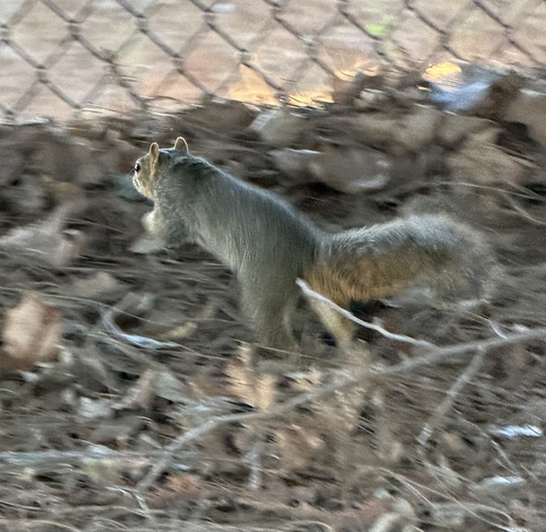 Eastern Fox Squirrel