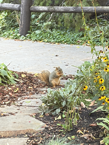 Eastern Fox Squirrel