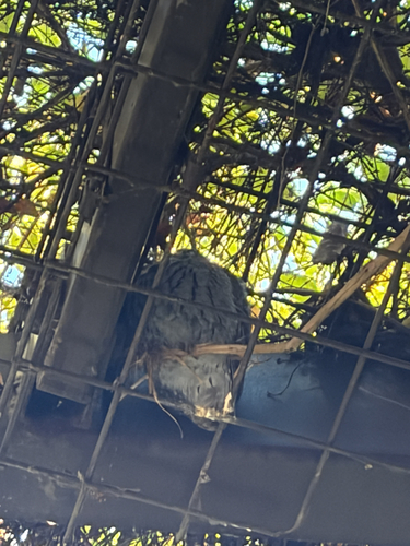 Western Screech-Owl observed by ethan1616