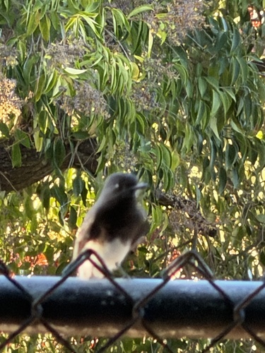 Black Phoebe