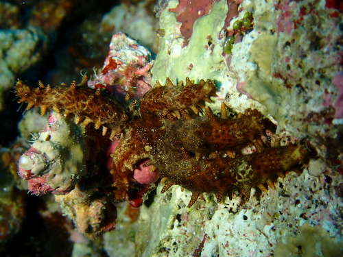 Mithrodia observed 2026-10-11