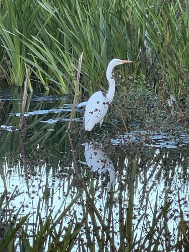Great Egret