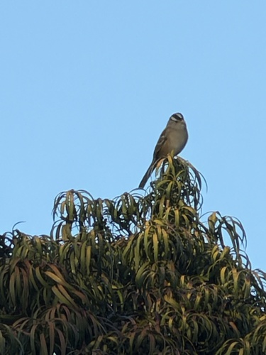 White-crowned Sparrow