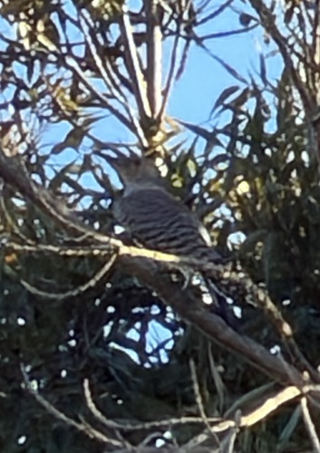 Northern Flicker