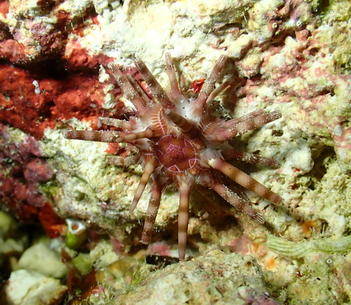 Eucidaris metularia observed 2026-10-11
