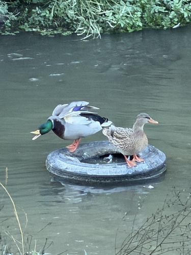 Mallard