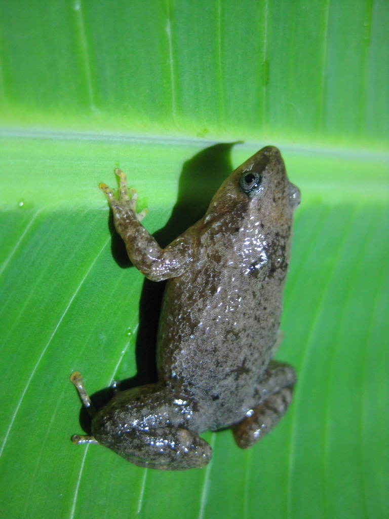 Copiula derongo (Copiula derongo)