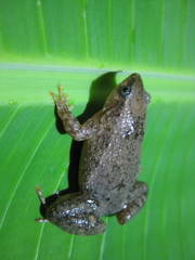 Copiula derongo