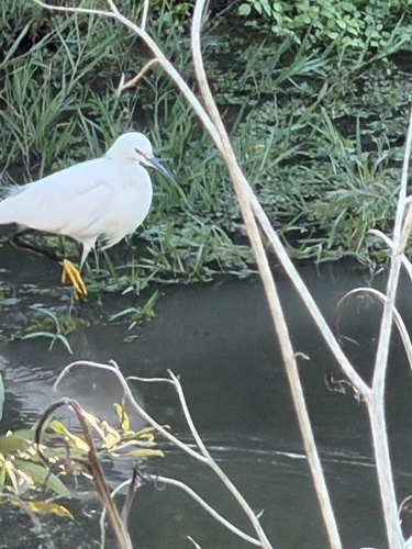 Snowy Egret