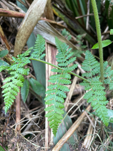 Hypolepis ambigua observed 2026-10-16
