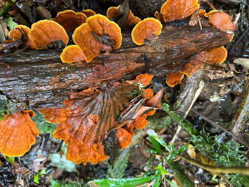 Stereum ostrea observed 2026-10-14