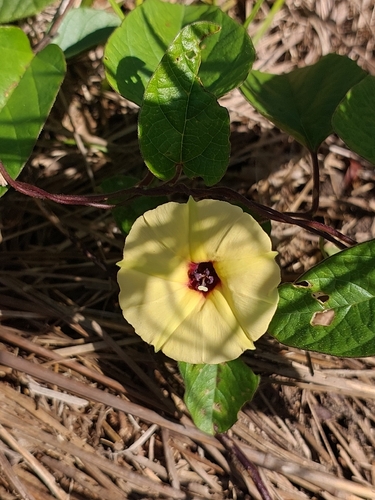 Hewittia malabarica observed 2026-10-01