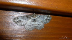 Paradarisa consonaria