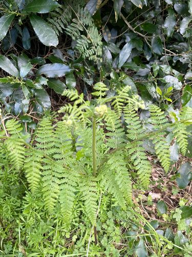 Hypolepis ambigua observed 2026-10-16