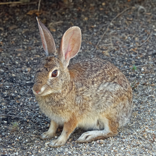 iNaturalist observation photo of Desert Cottontail