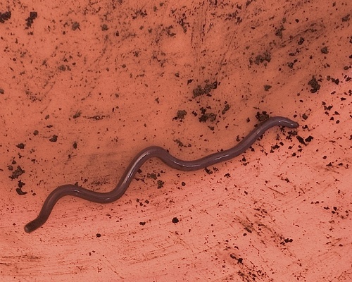 Serpentes, 2026-10-15