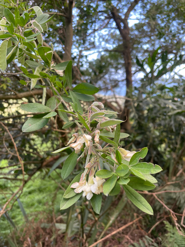 Cytisus proliferus observed 2026-10-16