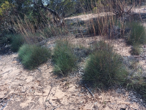 Triodia irritans observed 2026-10-16