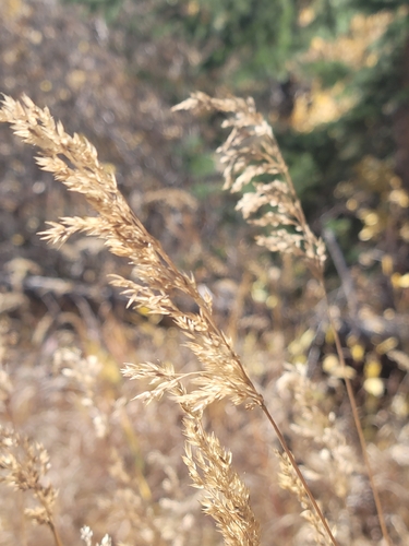 Calamagrostis canadensis observed 2026-10-09