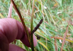 Carex coriacea