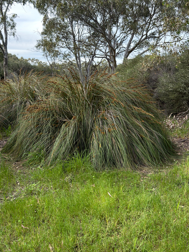 Gahnia trifida observed 2026-10-16