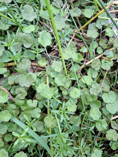 Hydrocotyle novae-zeelandiae observed 2026-10-15