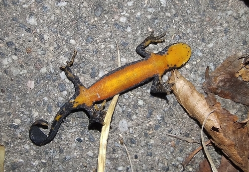 Alpine Newt