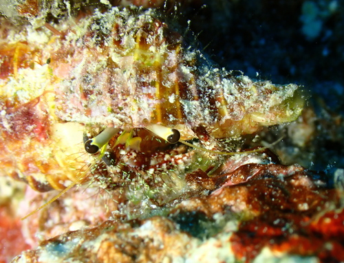 Dardanus lagopodes observed 2026-10-11