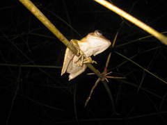 Polypedates pseudotilophus