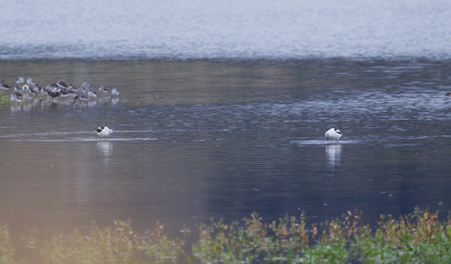 American Avocet