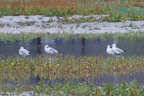 Ring-billed Gull