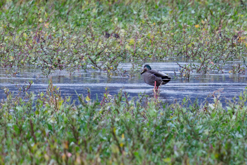 Mallard