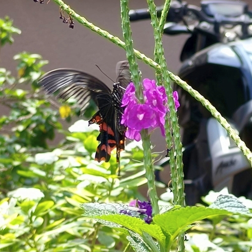 Common Mormon Swallowtail
