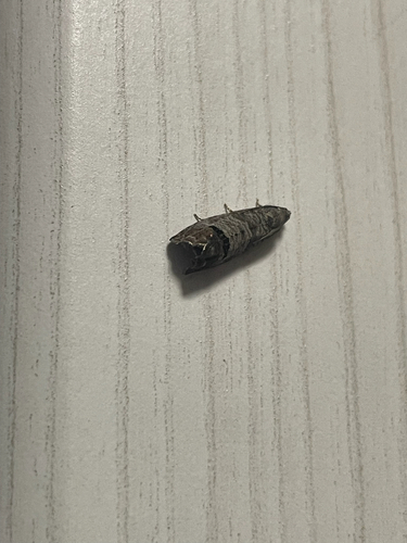 Codling Moth