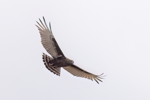 iNaturalist image
