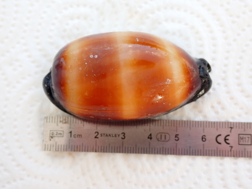 Cypraea talpa observed 2026-10-11