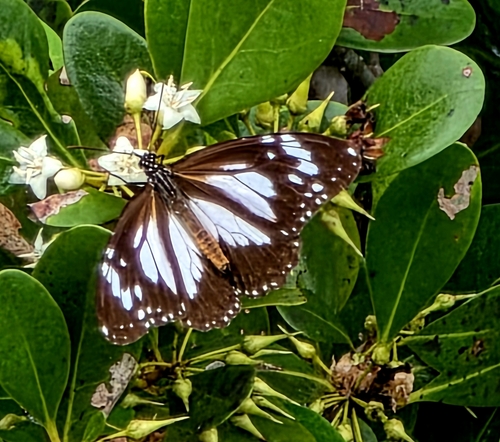Danaus affinis, 2026-10-16