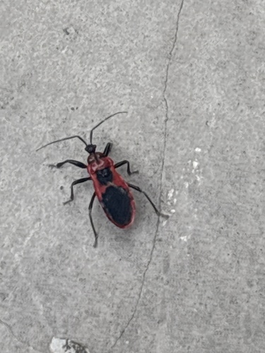 Haematoloecha nigrorufa