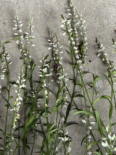 Polygala paniculata observed 2026-10-15