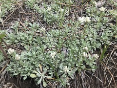 Astragalus parryi