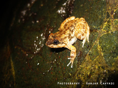 Limnonectes khasianus