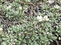 Astragalus parryi